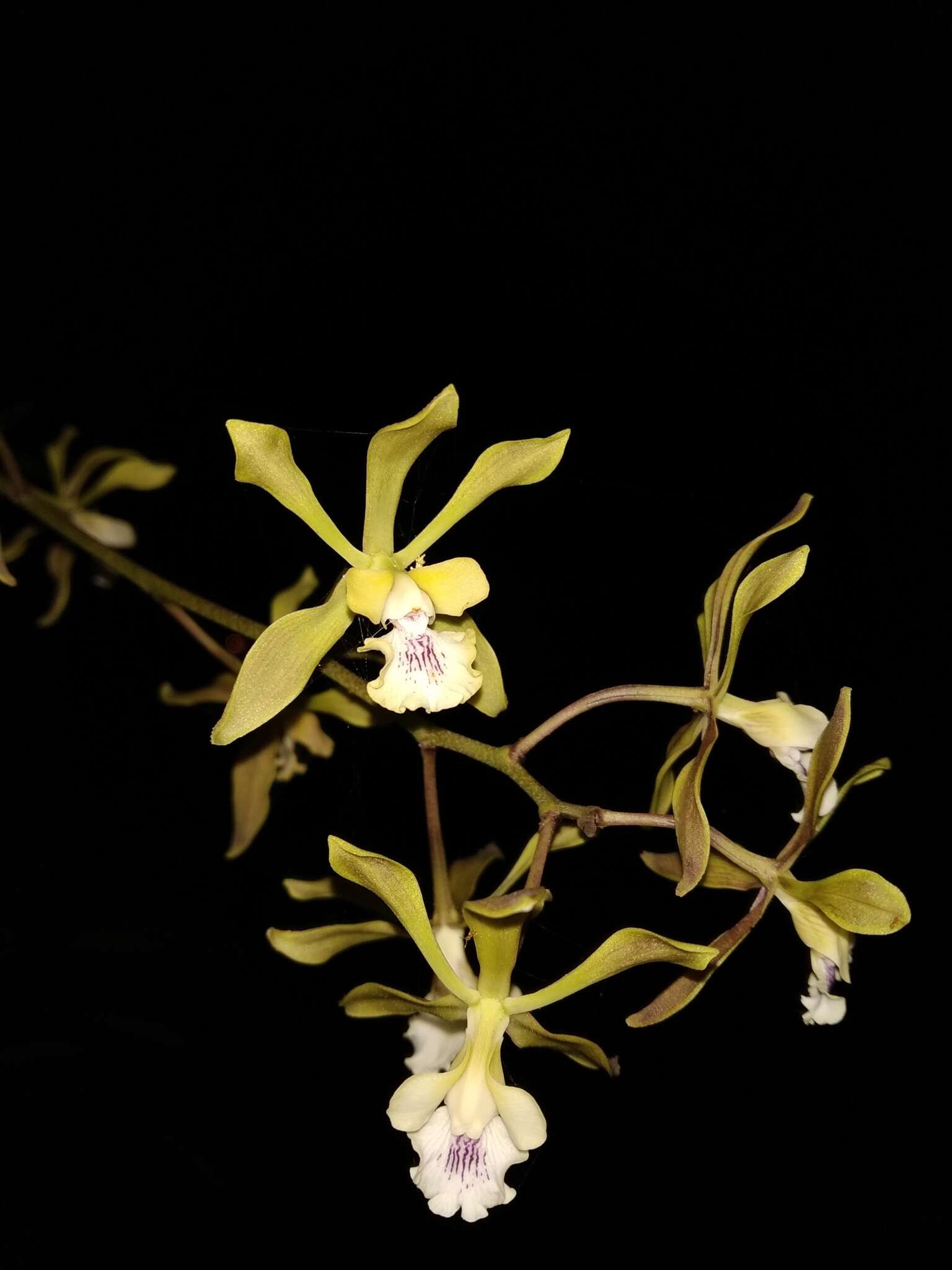 Image of Encyclia alata subsp. virella Dressler & G. E. Pollard