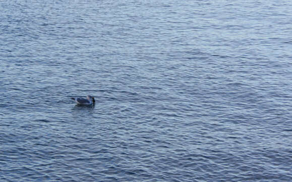 Image of Glaucous-winged Gull