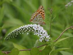 Image of gooseneck yellow loosestrife