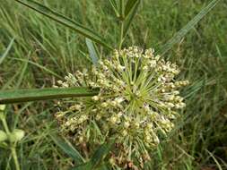 Image de Asclepias hirtella (Pennell) R. E. Woodson