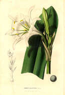 Image of Basket flower
