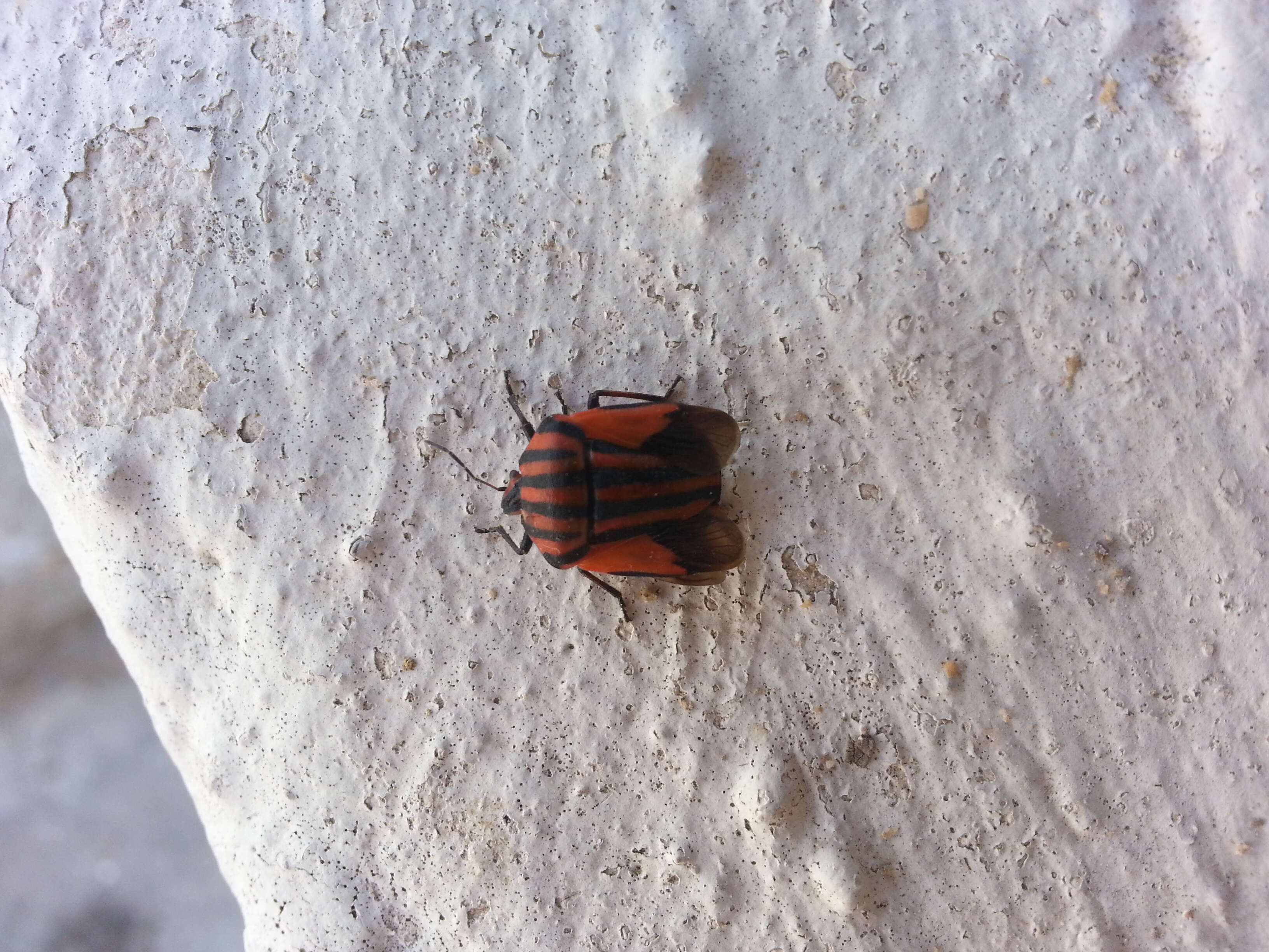 Image of <i>Graphosoma italicum</i>