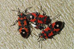 Image of Harlequin bug