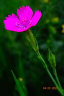 Image of Dianthus deltoides subsp. deltoides