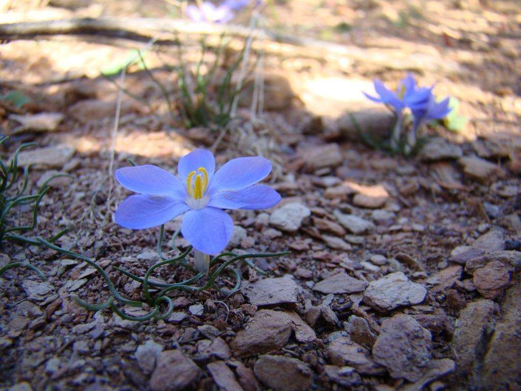 Image de Syringodea longituba subsp. violacea (M. P. de Vos) Goldblatt & J. C. Manning