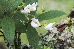 Image of Bowkeria verticillata (Eckl. & Zeyh.) Druce