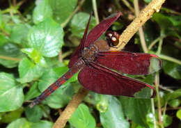 Image of Black Stream Glider