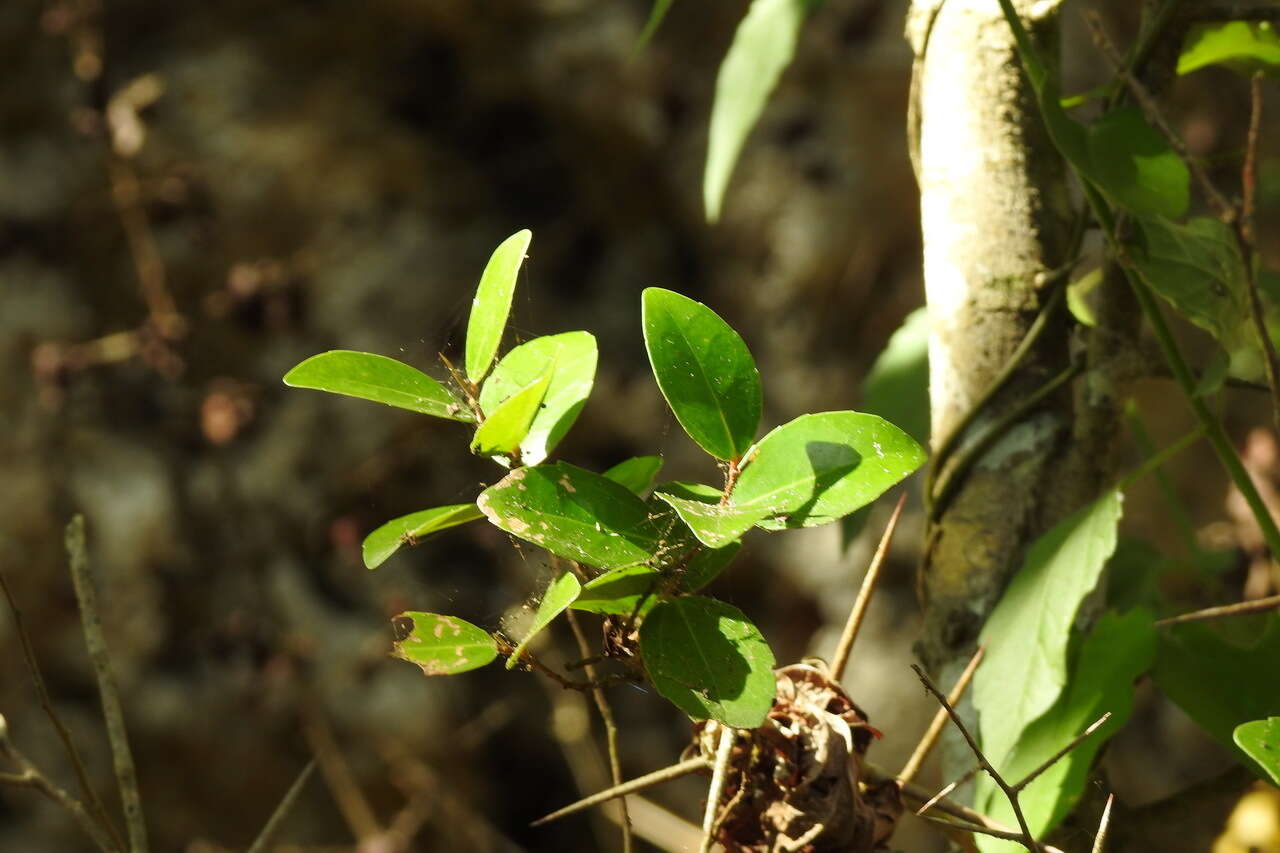 Atalantia buxifolia (Poir.) Oliv. resmi