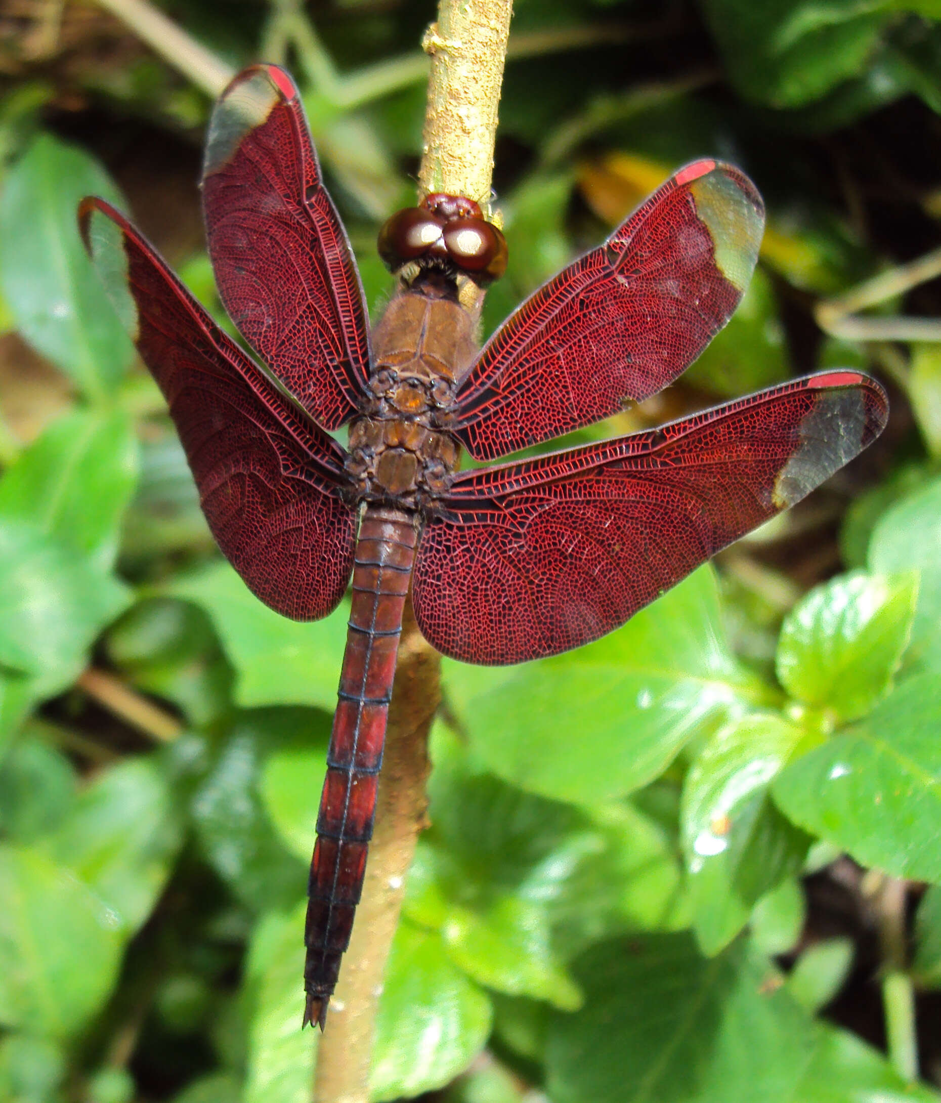 Image of Black Stream Glider