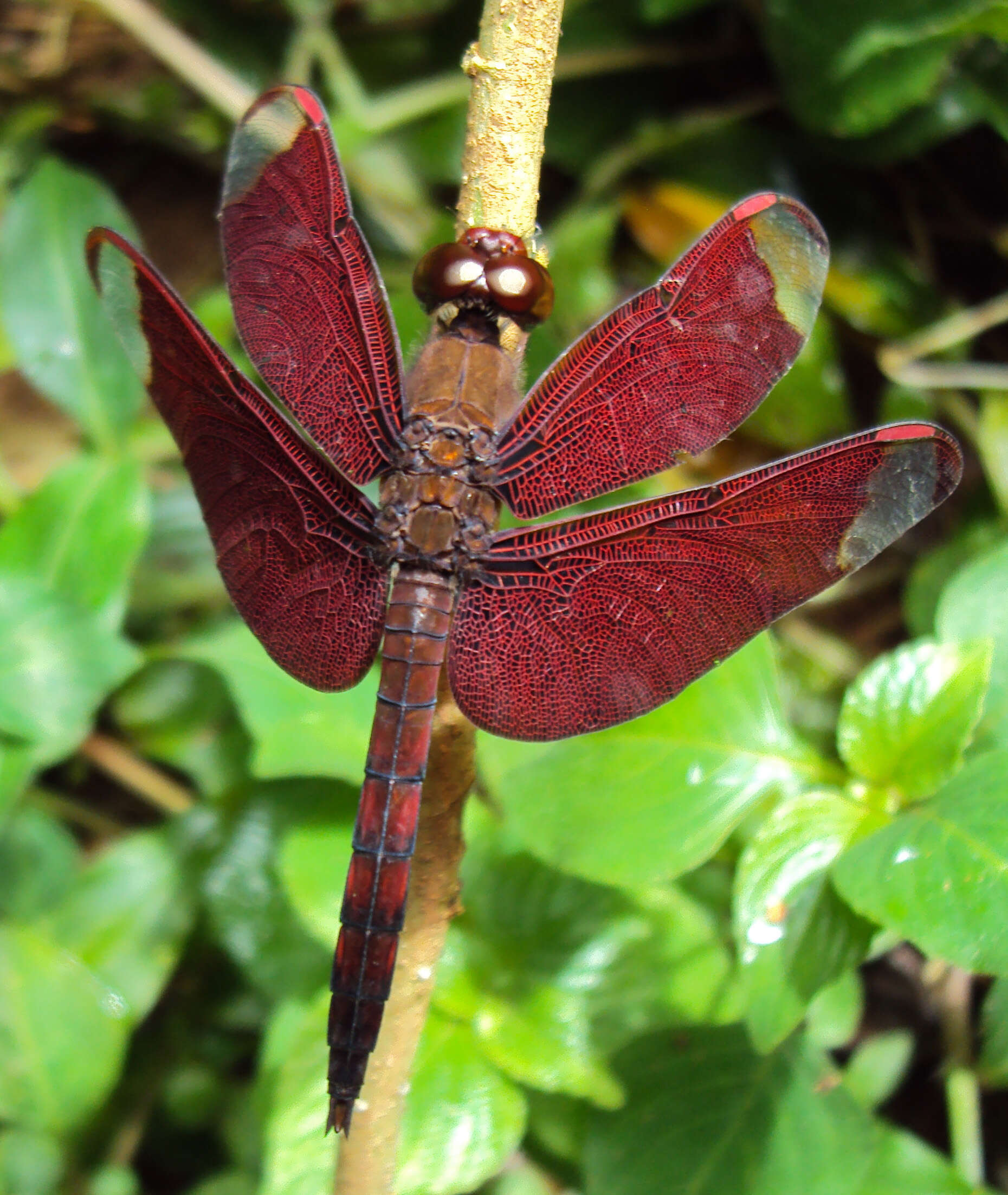 Image of Black Stream Glider