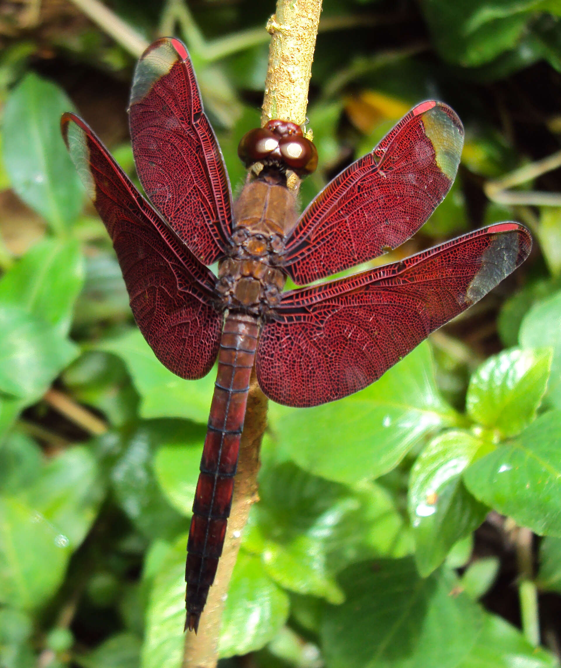 Image of Black Stream Glider