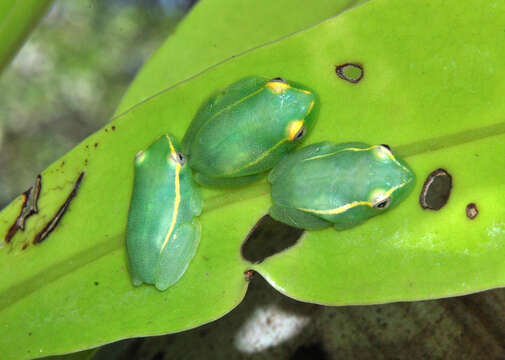 Image of Sharp-headed Long Reed Frog