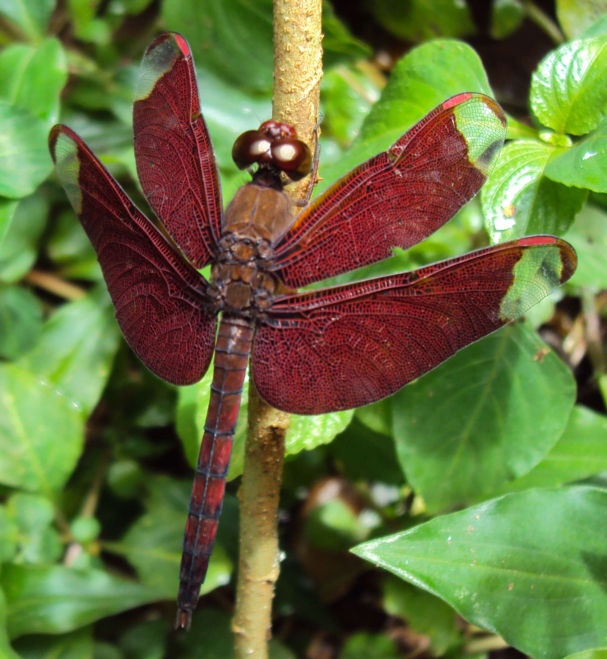 Image of Black Stream Glider