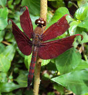 Image of Black Stream Glider