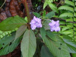 Ruellia jussieuoides Schltdl.的圖片