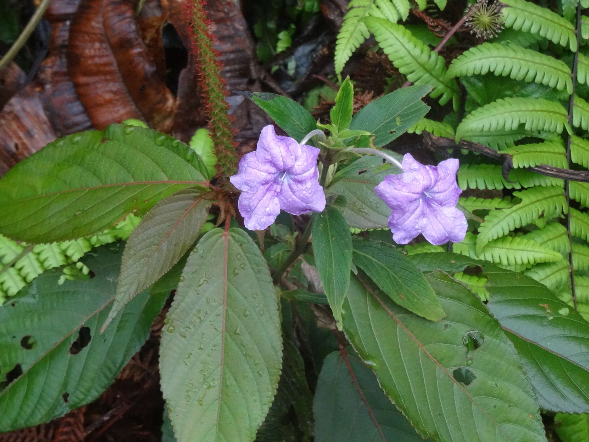 Image of Ruellia jussieuoides Schltdl.