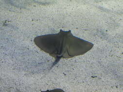 Image of Common Eagle Ray