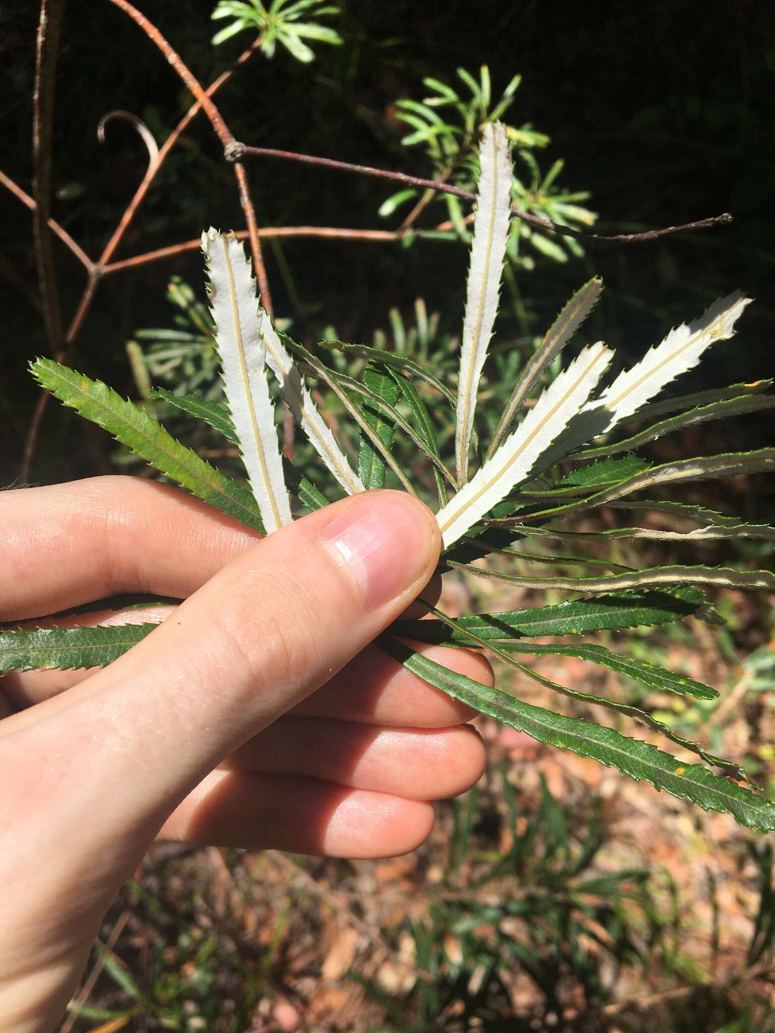 Imagem de Banksia spinulosa var. collina (R. Br.) A. S. George