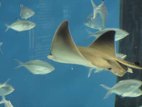 Image of Common Eagle Ray