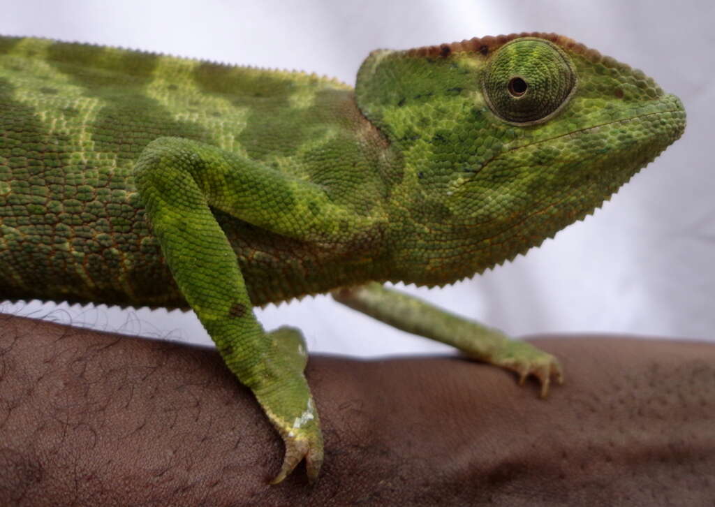 Image of Graceful Chameleon