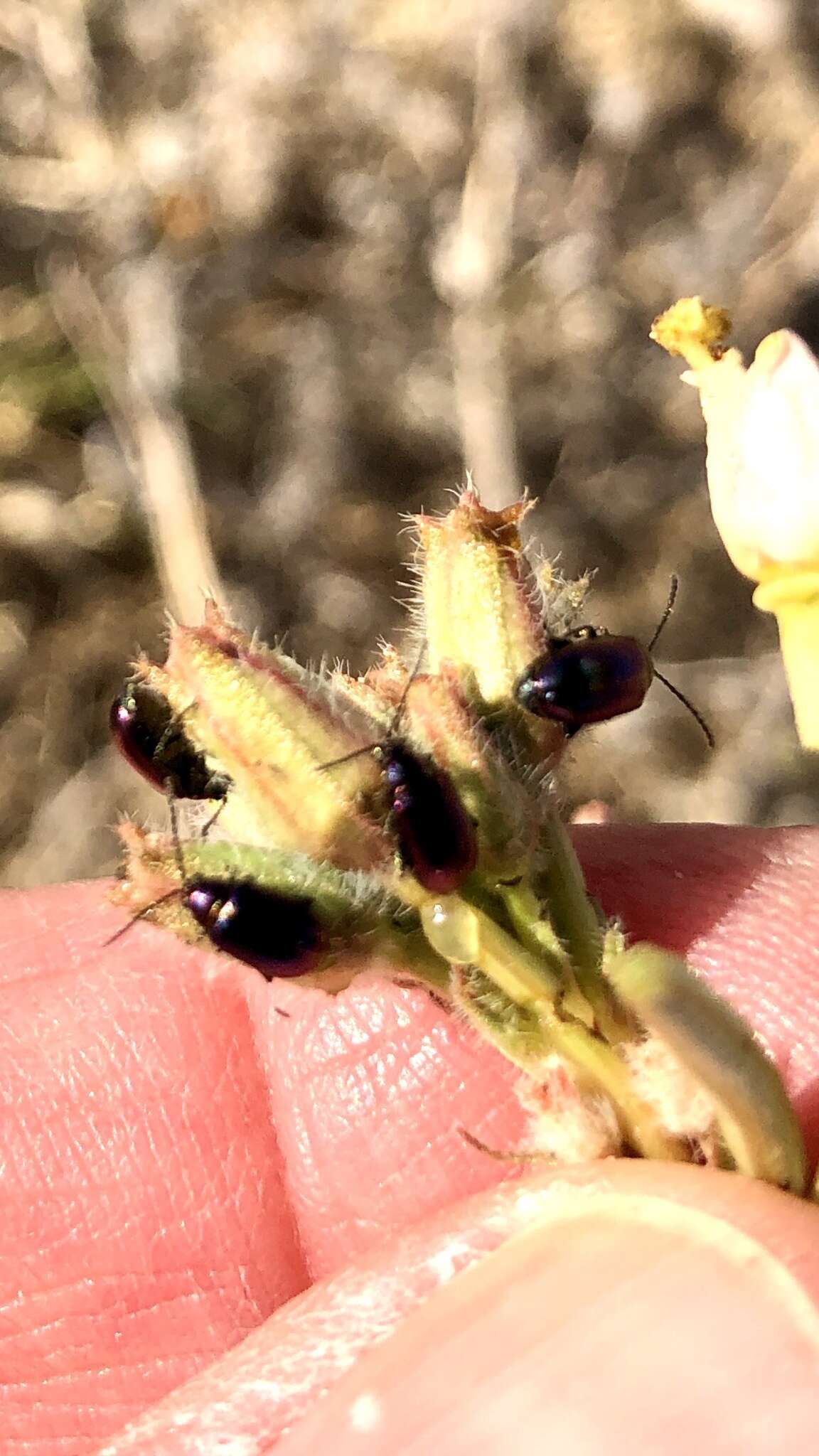 Image of Leaf beetle