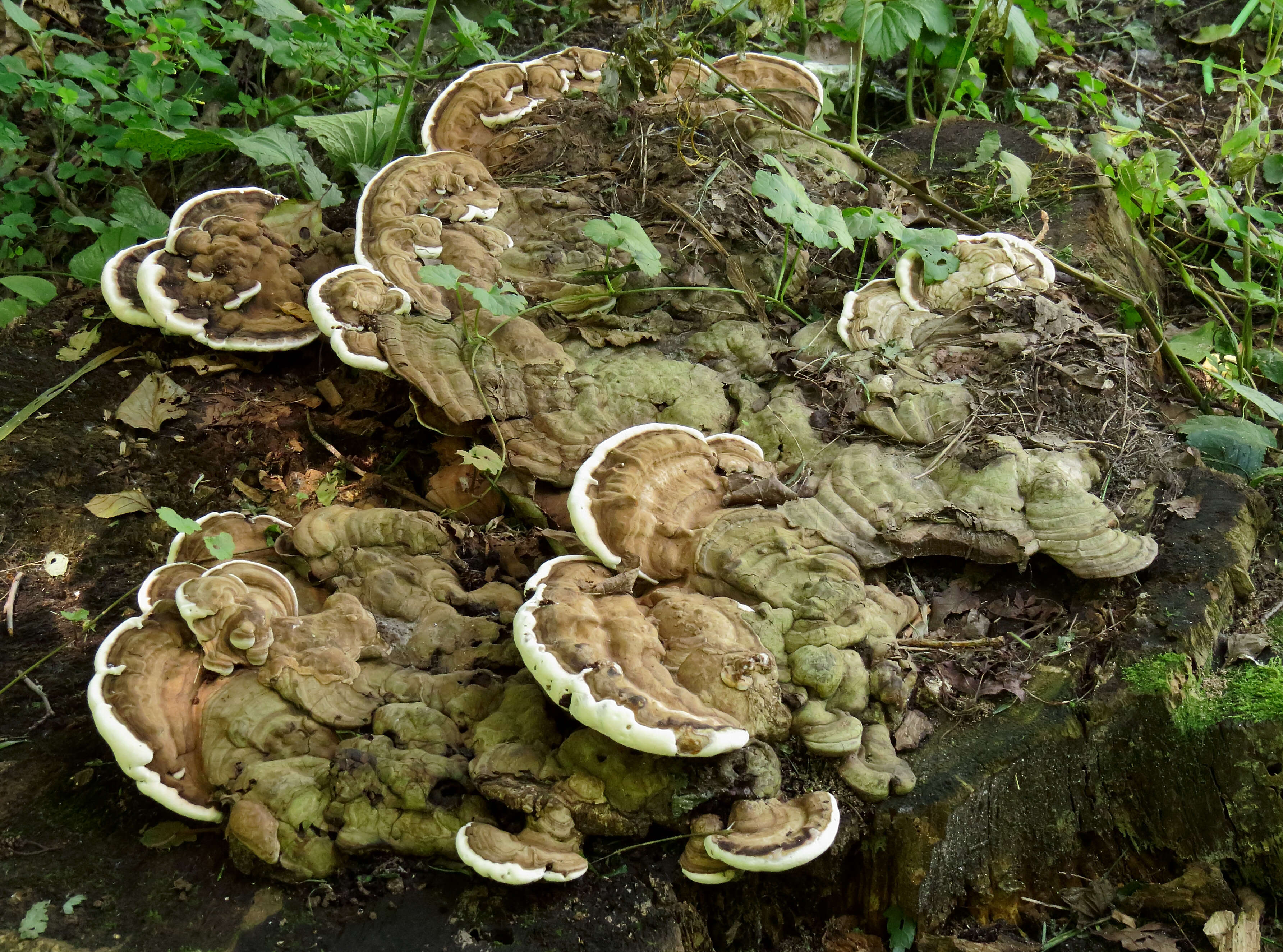 Image of Ganoderma applanatum