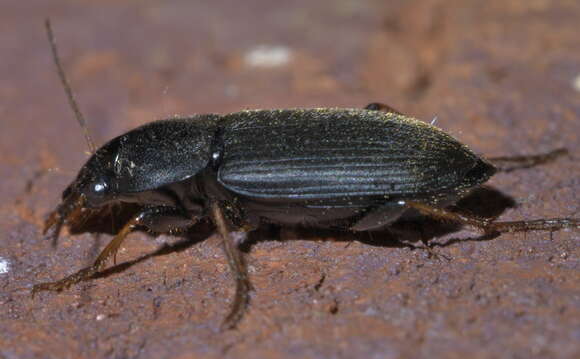 Image de Amphasia (Pseudamphasia) sericea (T. W. Harris 1828)