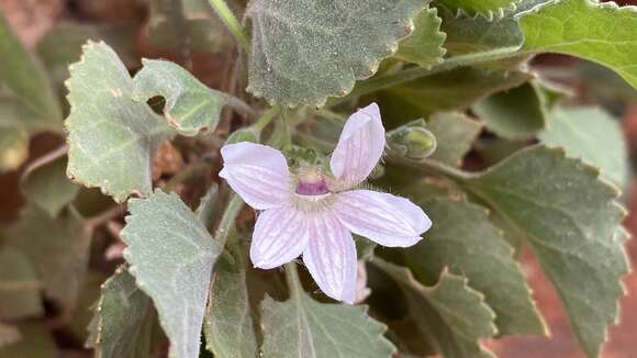 Image of Goodenia grandiflora Sims