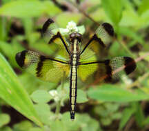 Image of Pied Paddy Skimmer