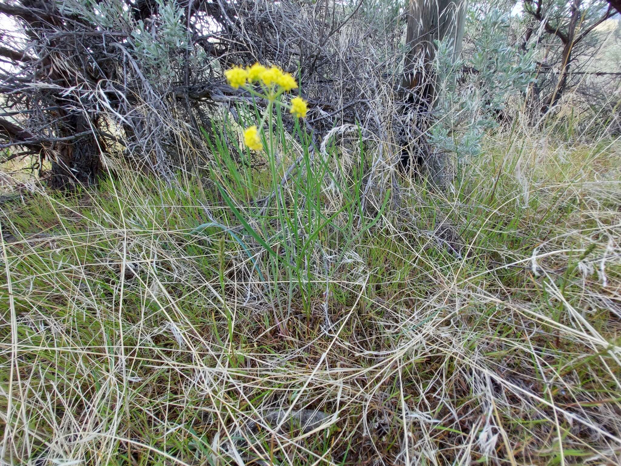 Image of Great Basin desertparsley