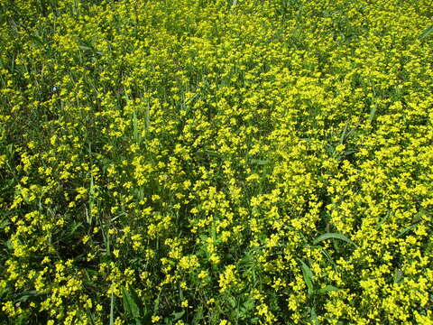 Слика од Draba sibirica (Pall.) Thell.