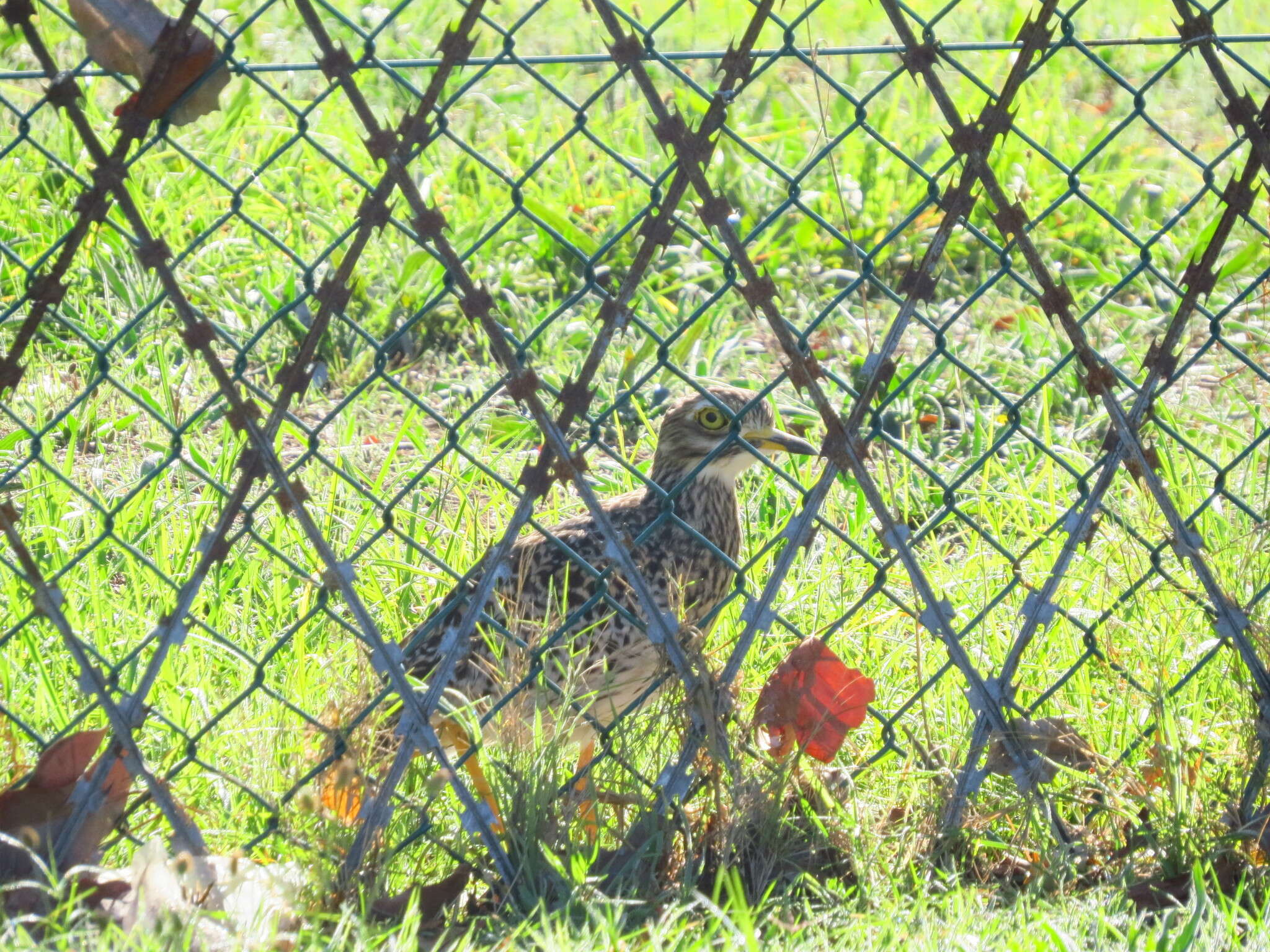 Image of Cape Thick-knee