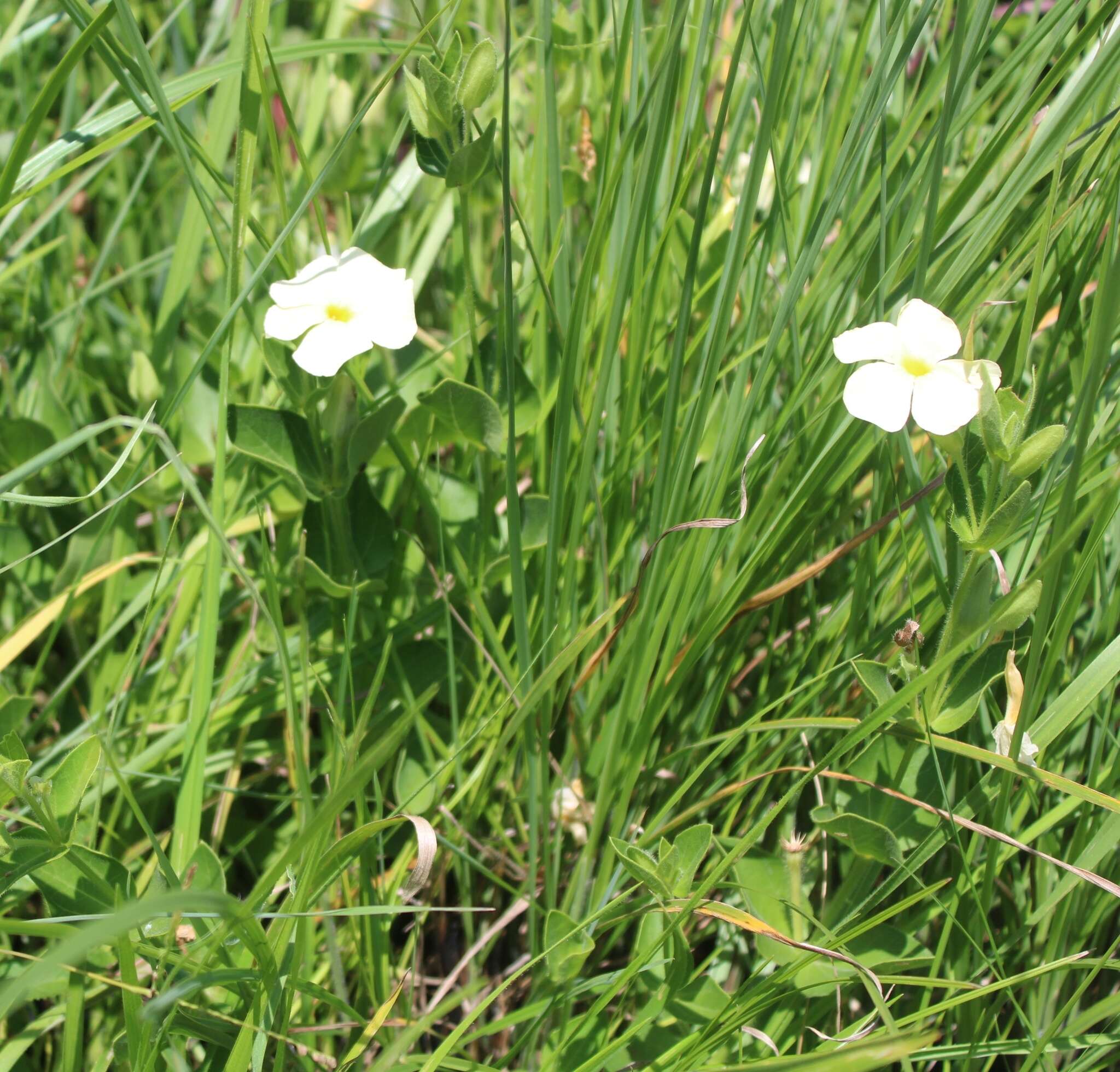 Image of Thunbergia neglecta Sond.