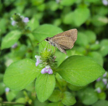 Image of Pygmy Scrub-hopper