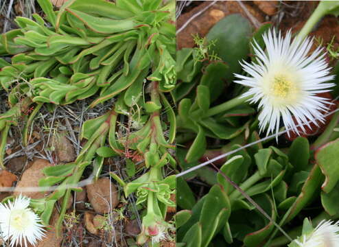 Image of Skiatophytum tripolium (L.) L. Bol.