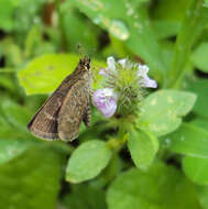 Image of Pygmy Scrub-hopper