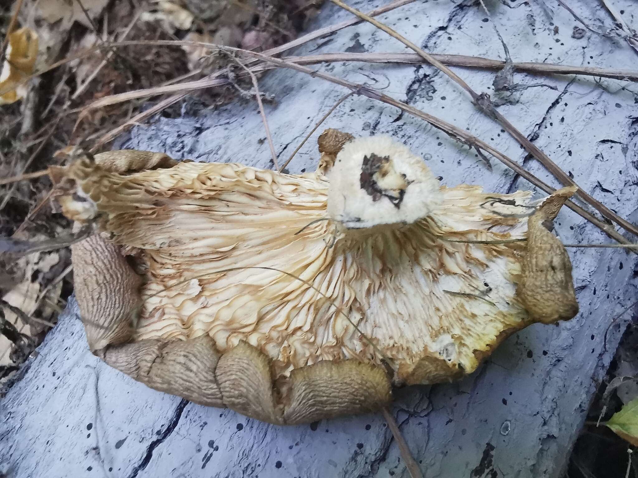 Image of Branched Oyster Mushroom