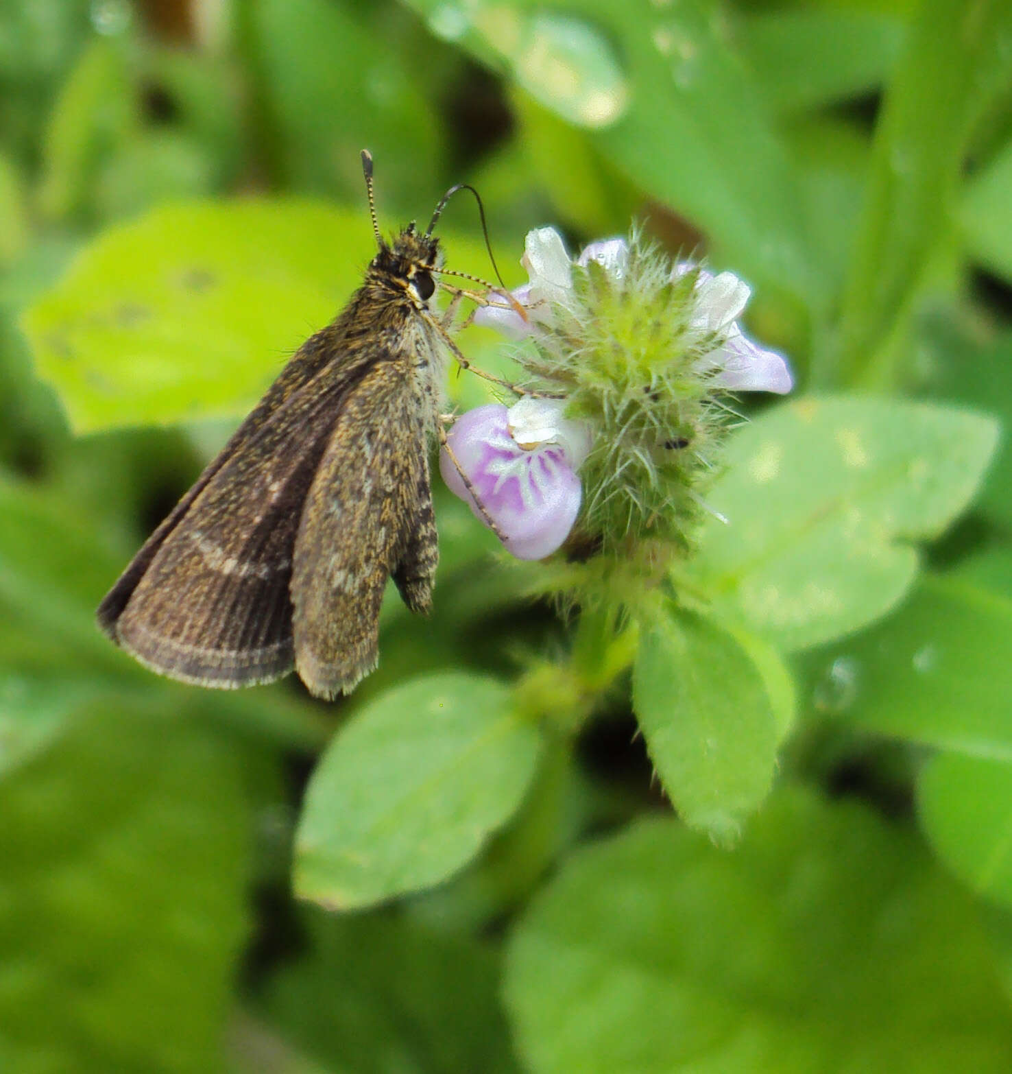 Aeromachus pygmaeus Fabricius 1775 resmi