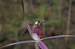 Image of Rosella spider orchid