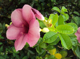 Image of purple allamanda