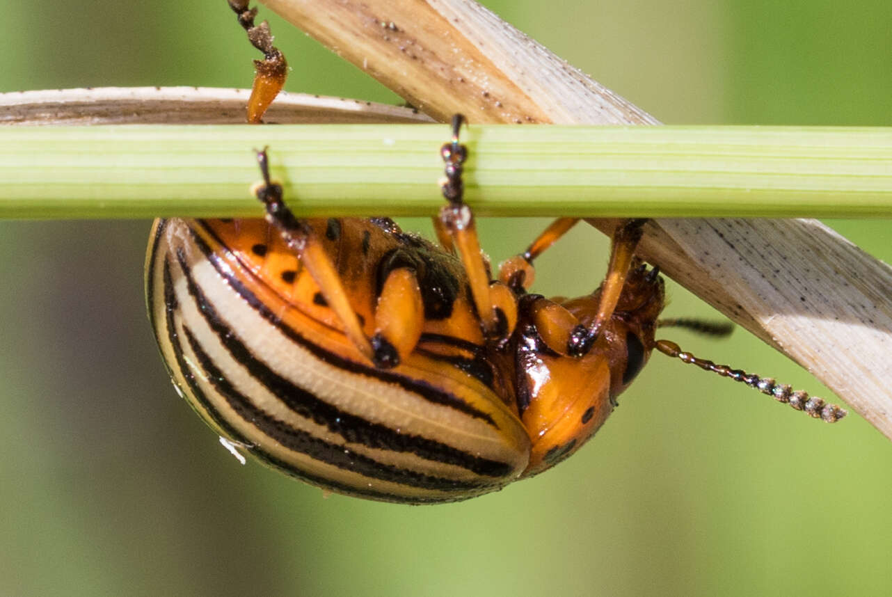 Image of Colorado potato beetle