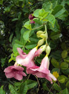 Image of purple allamanda