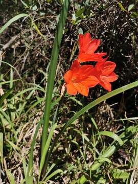 Image of George lily, Scarborough lily