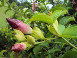 Image of purple allamanda