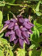 Image of Mucuna membranacea Hayata