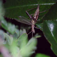 Image of tree-cricket