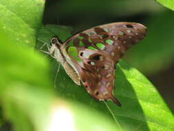 Image of Graphium agamemnon (Linnaeus 1758)