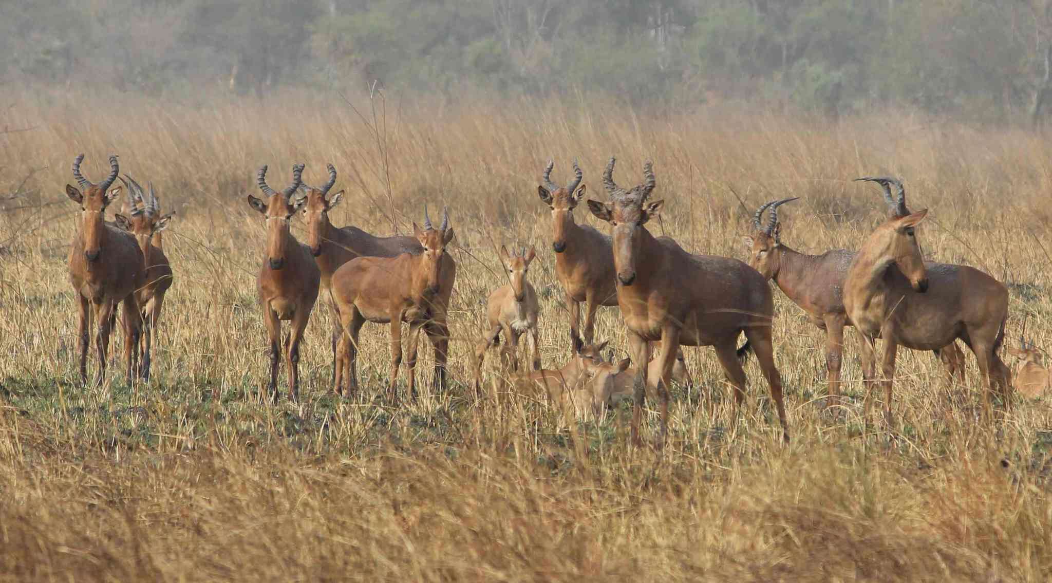 Image of Western Hartebeest