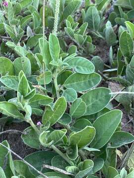 Image of Indigofera flavicans Baker