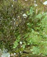 Image of dilated scalewort